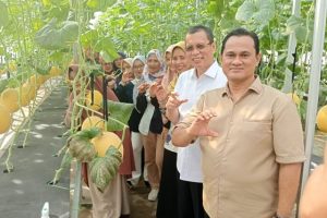 melon premium asrama untan