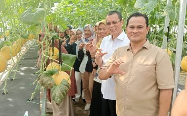 melon premium asrama untan